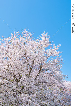 満開の桜と青空 満開の桜と青空 124470342