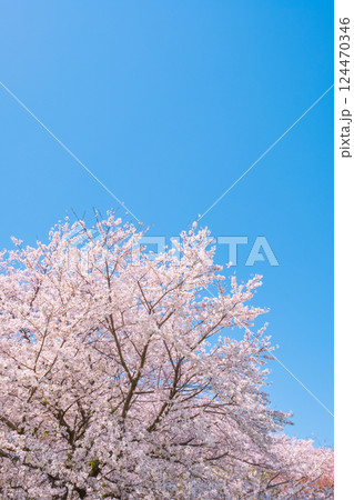 満開の桜と青空 124470346