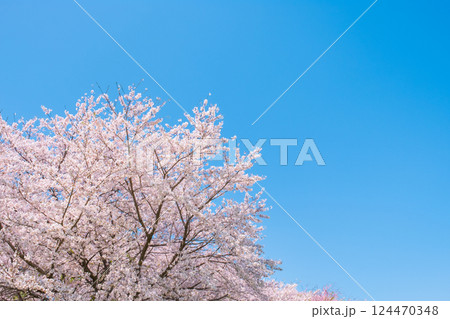 満開の桜と青空 124470348