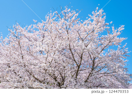 満開の桜 満開の桜 124470353
