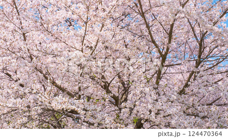 満開の桜 124470364