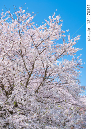 満開の桜 124470365