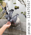 子供の手から餌を食べる野生の鳩の写真 124470367