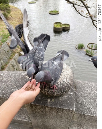 子供の手から餌を食べる野生の鳩の写真 124470367