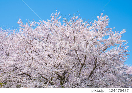 満開の桜 満開の桜 124470487