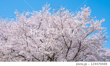 満開の桜 満開の桜 124470489