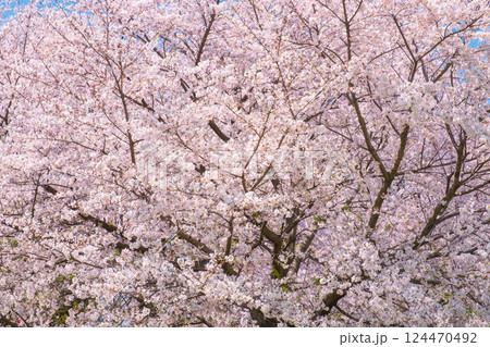 満開の桜 124470492