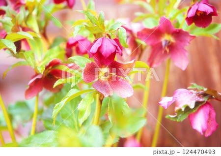 赤いクリスマスローズ 124470493