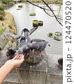 餌を食べる野生の鳩の写真 124470520