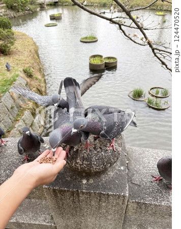 餌を食べる野生の鳩の写真 124470520