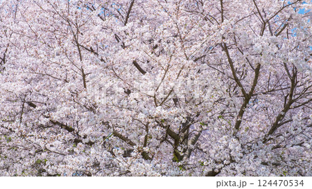 満開の桜 124470534