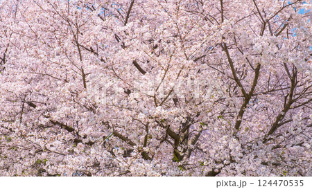 満開の桜 満開の桜 124470535