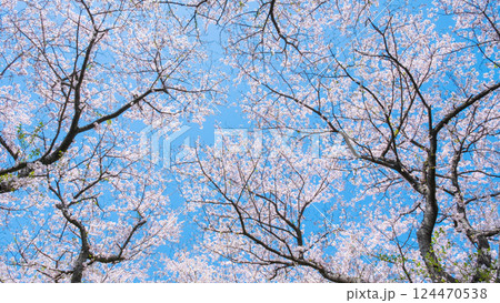 満開の桜 124470538