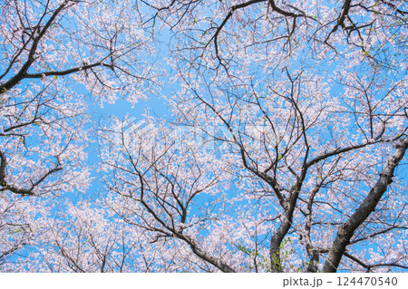 満開の桜 満開の桜 124470540