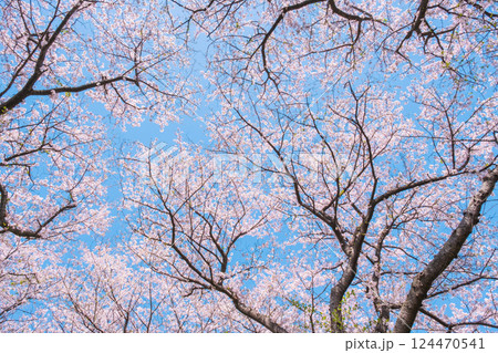 満開の桜 124470541