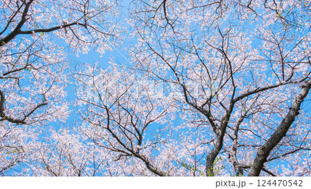 満開の桜 124470542
