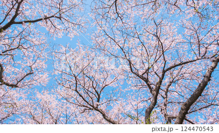 満開の桜 満開の桜 124470543
