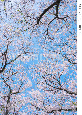 満開の桜 124470545