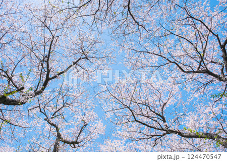 満開の桜 124470547