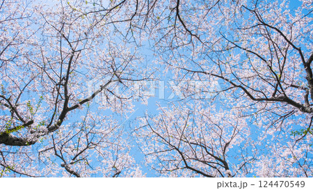 満開の桜 124470549