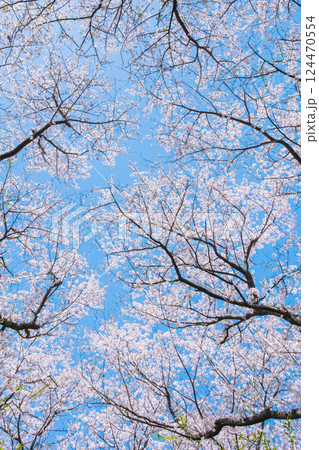 満開の桜 満開の桜 124470554