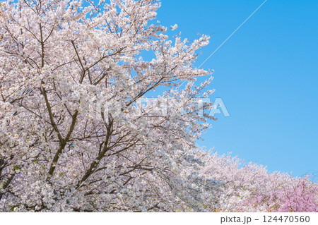 満開の桜と青空 124470560