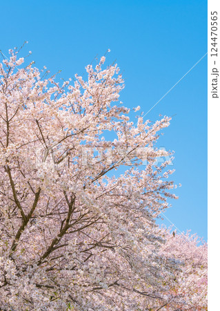 満開の桜と青空 124470565