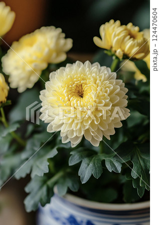 花瓶に生けた菊　AI画像 124470604