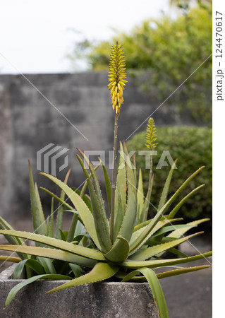 アロエの花 124470617