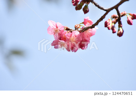 濃いピンクの横浜緋桜 濃いピンクの横浜緋桜 124470651