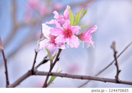縁起花　 124470685