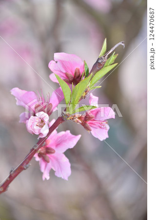 縁起花 縁起花 124470687