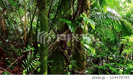 沖縄県西表島の森の中 沖縄県西表島の森の中 124470785