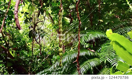沖縄県西表島のモダマの実 124470786