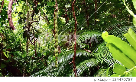 沖縄県西表島のモダマの実 沖縄県西表島のモダマの実 124470787