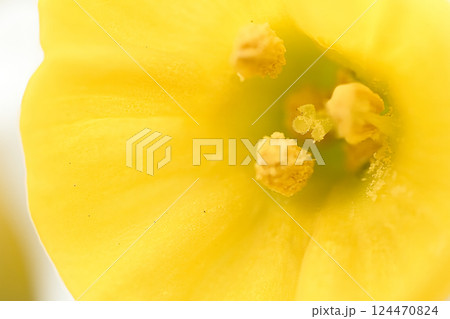 黄色い水仙の花 124470824