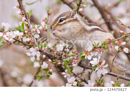 梅の花を食べるシマリス 124470827