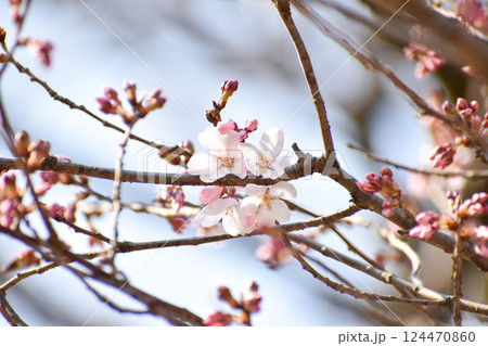 早春の可憐な桜 越の彼岸 早春の可憐な桜 越の彼岸 124470860