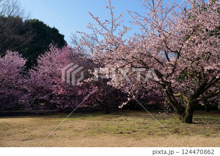 サクラの花 124470862