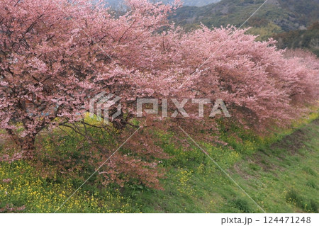 桜のある風景 124471248