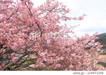 山を背景にした満開の河津桜 山を背景にした満開の河津桜 124471249