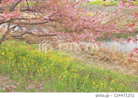 川沿いに咲く河津桜と菜の花 124471252