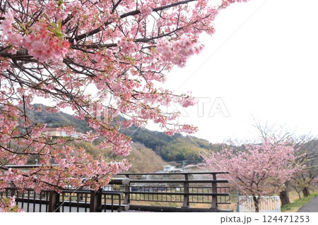 美しく咲き誇る満開の河津桜 124471253
