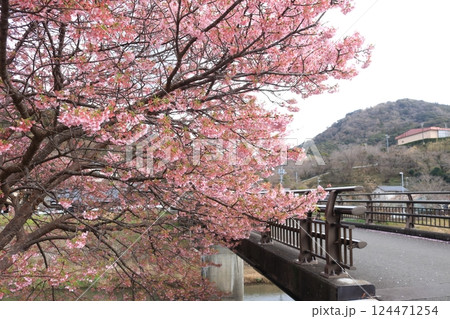 美しく咲き誇る満開の河津桜 124471254