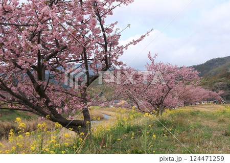 河津桜と菜の花のある風景 124471259