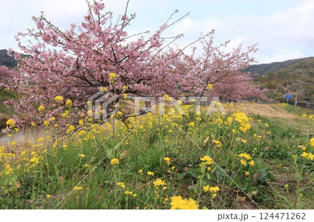 河津桜と菜の花の土手 124471262