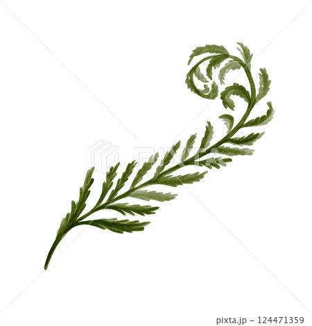 fern leaf. Carved complex green plant leaf. Prehistoric fern is curved. Stem and many leaves. Watercolor illustration isolated from background. Hand drawing. High quality illustration fern leaf. Carved complex green plant leaf. Prehistoric fern is curved. Stem and many leaves. Watercolor illustration isolated from background. Hand drawing. High quality illustration 124471359