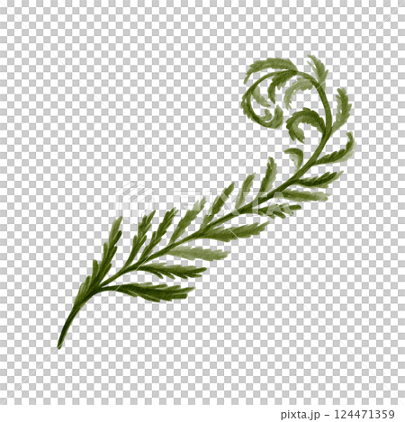 fern leaf. Carved complex green plant leaf. Prehistoric fern is curved. Stem and many leaves. Watercolor illustration isolated from background. Hand drawing. High quality illustration fern leaf. Carved complex green plant leaf. Prehistoric fern is curved. Stem and many leaves. Watercolor illustration isolated from background. Hand drawing. High quality illustration 124471359