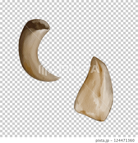 Big sharp tooth of dinosaur. Long claw of predator. Set of fossils. Prehistoric animals. Watercolor illustration. Hand drawing. High quality illustration 124471360