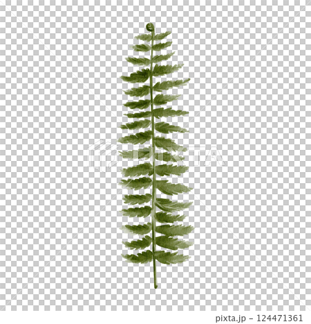 fern leaf. Carved complex green plant leaf. Prehistoric fern. Stem and many leaves. Watercolor illustration isolated from background. Hand drawing. High quality illustration 124471361